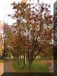 Осіннє золото. Міський парк Т.Г.Шевченка. Фото В.Гонти