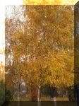 Прекрасна осіння пора. Місце зйомок - Пагорб слави. Фото Василя Гонти