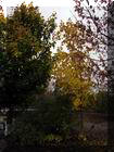 Справжня осінь у селі Явкине